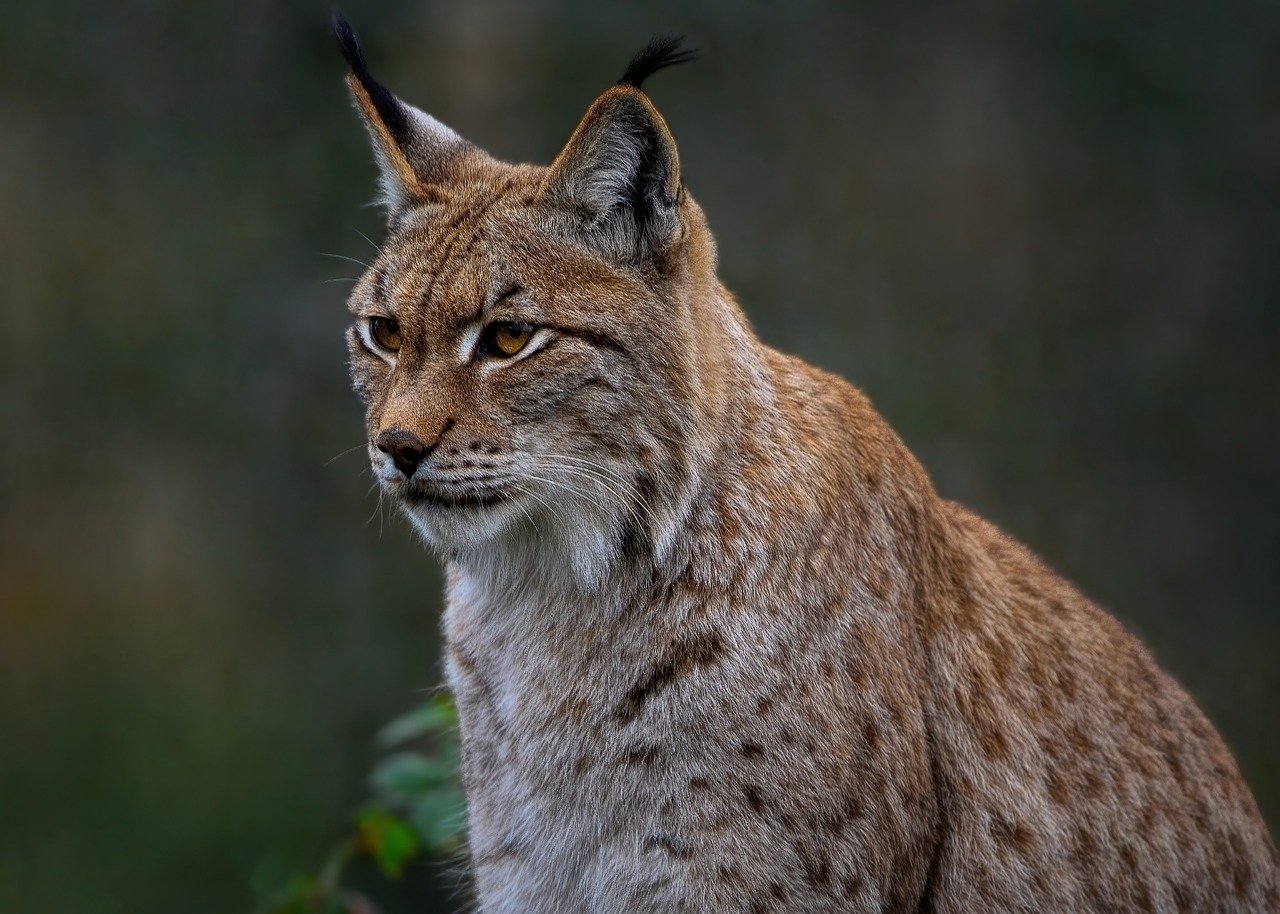 You are currently viewing Habitat Change Assessment Using Landscape Metrics